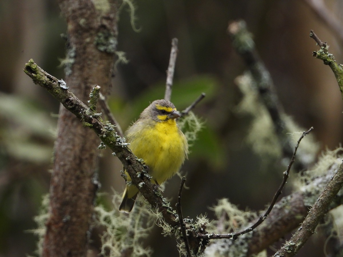 Yellow-fronted Canary - ML564129971