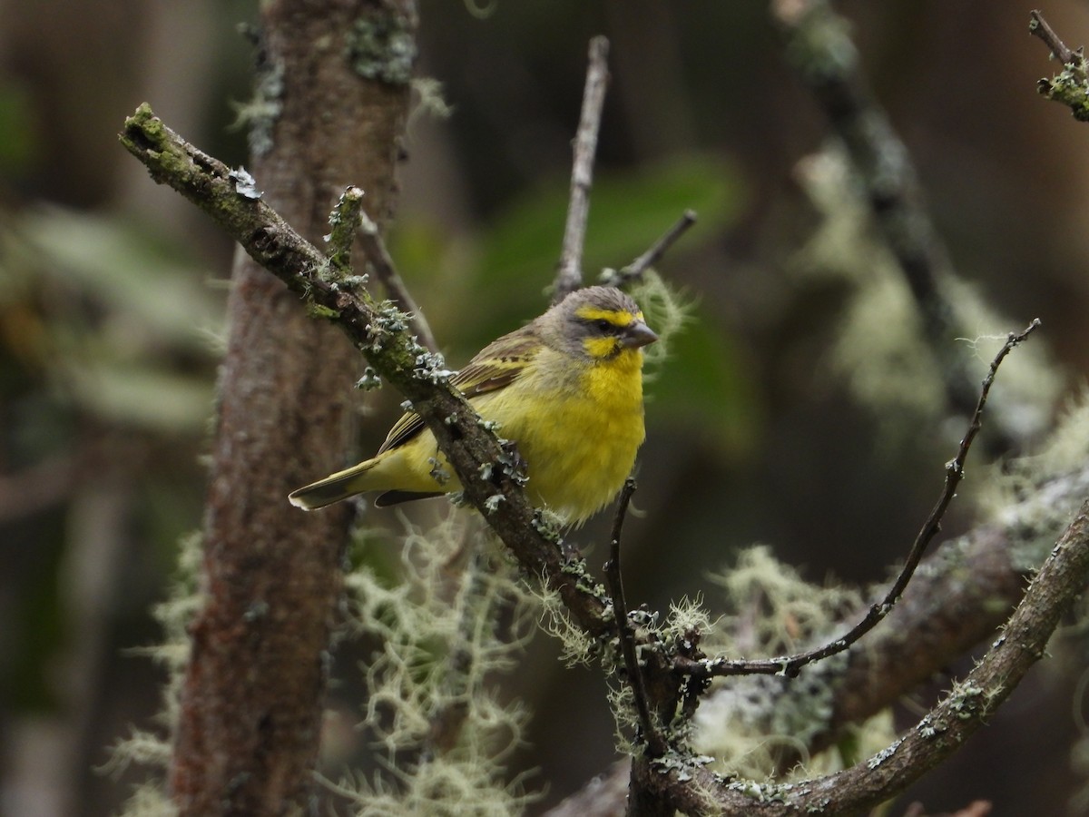 Yellow-fronted Canary - ML564129981