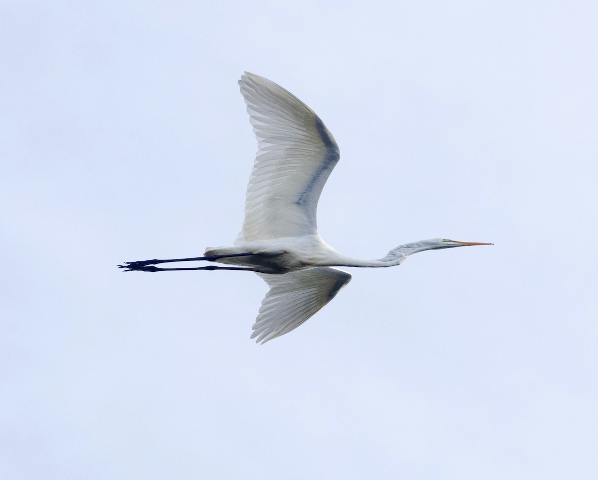 Great Egret (modesta) - Scott Baker