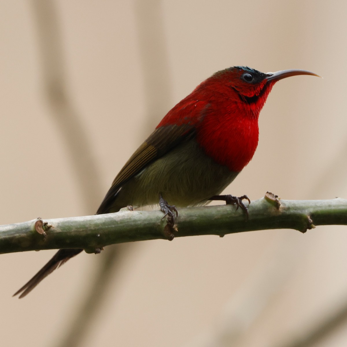 Crimson Sunbird - ML564132601