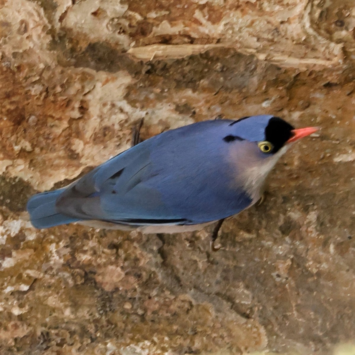 Velvet-fronted Nuthatch - ML564133081
