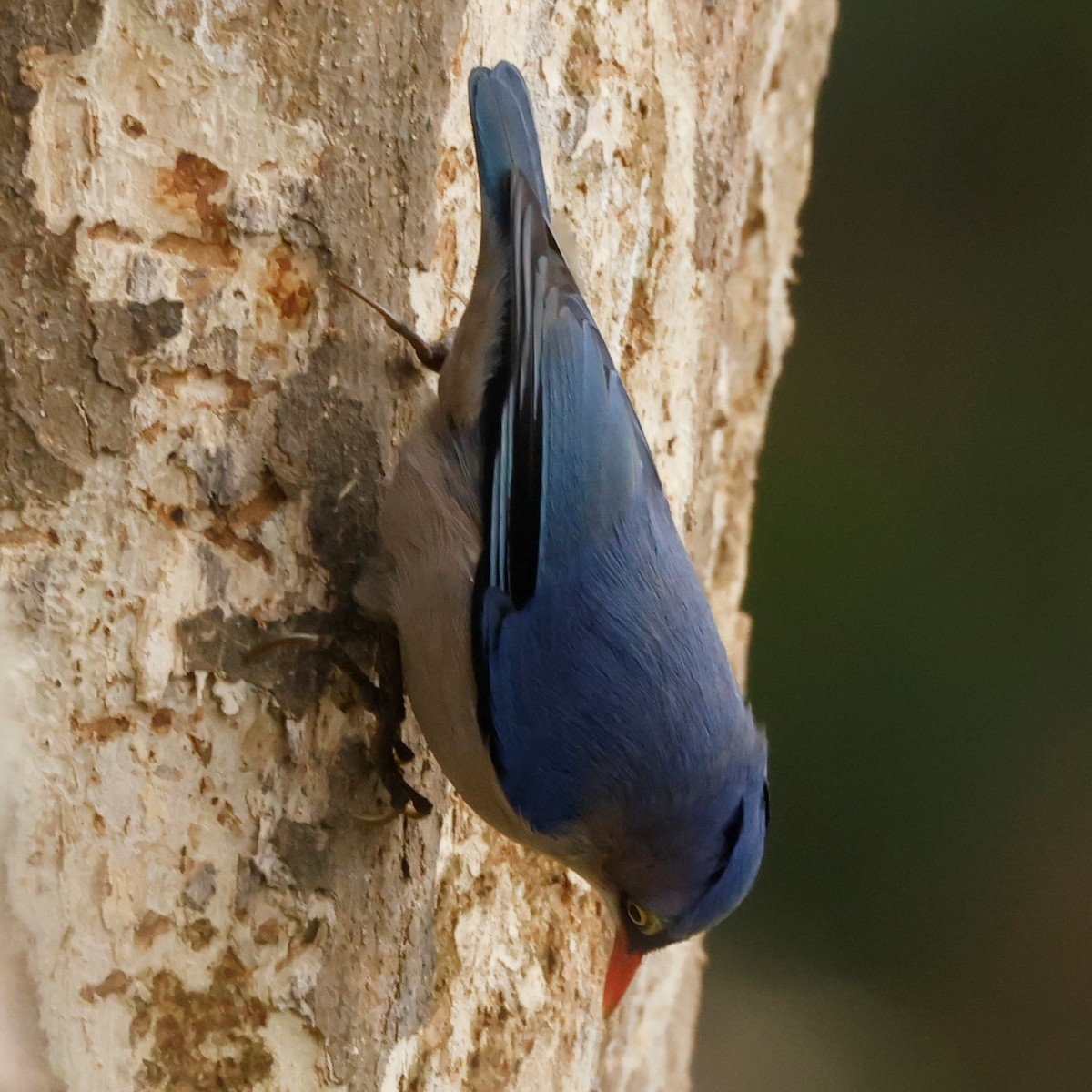 Velvet-fronted Nuthatch - ML564133091