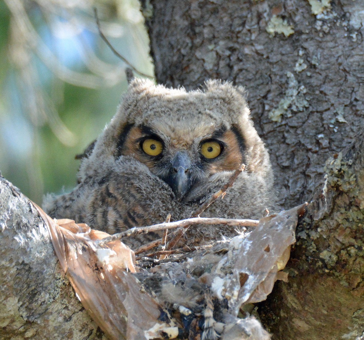 Great Horned Owl - ML564134461