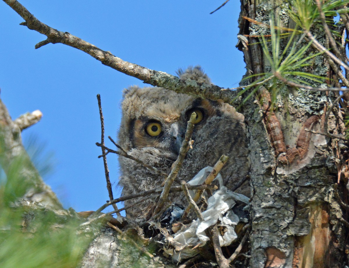Great Horned Owl - ML564134471