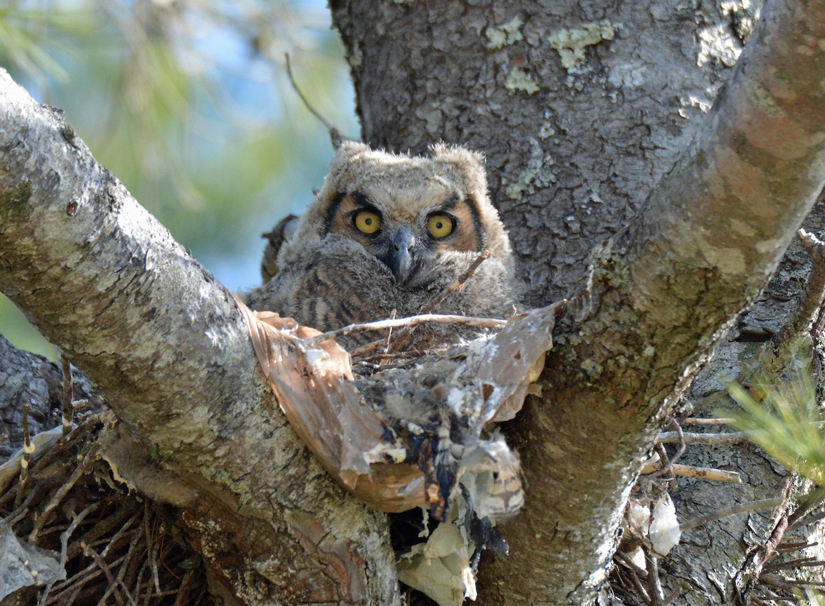 Great Horned Owl - ML564134481