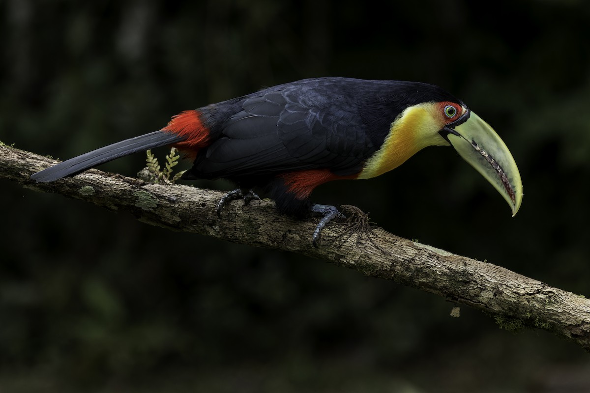 Red-breasted Toucan - ML564136041