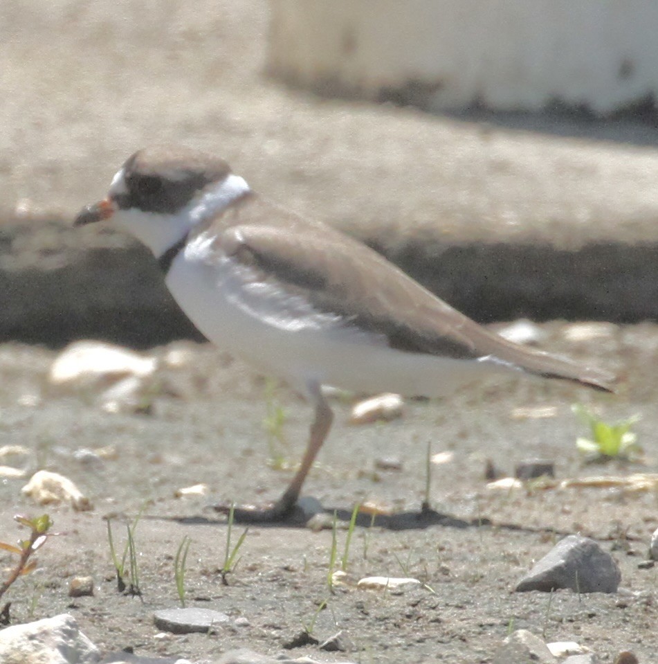 Semipalmated Plover - ML564141821