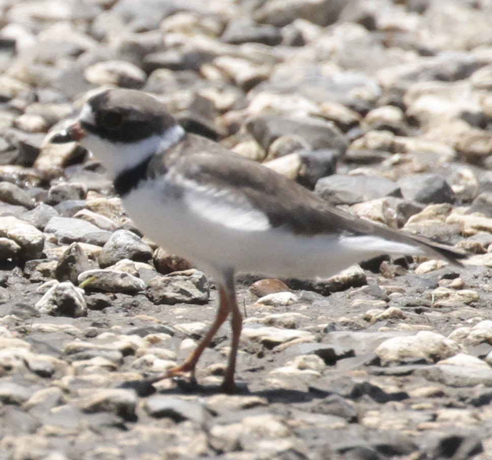 Semipalmated Plover - ML564141831