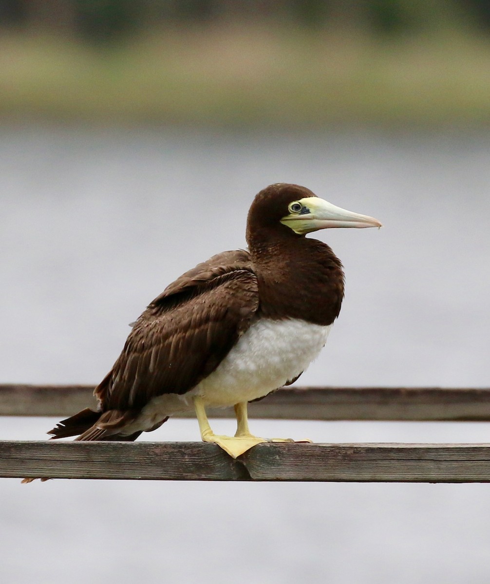 Brown Booby - Holly Cox