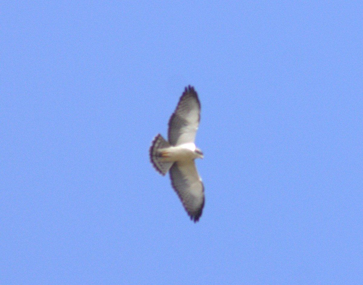 Short-tailed Hawk - ML56414411