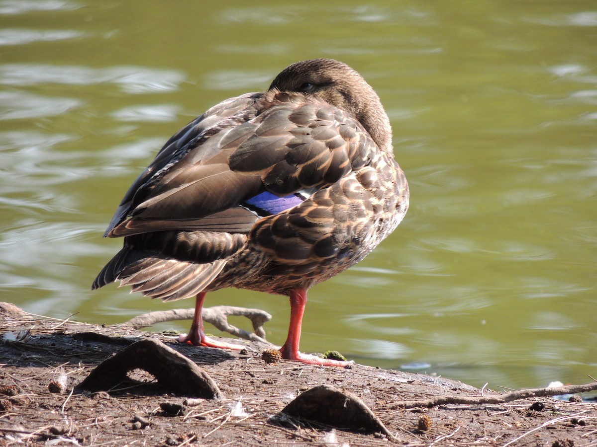 Mexican Duck - ML564145091