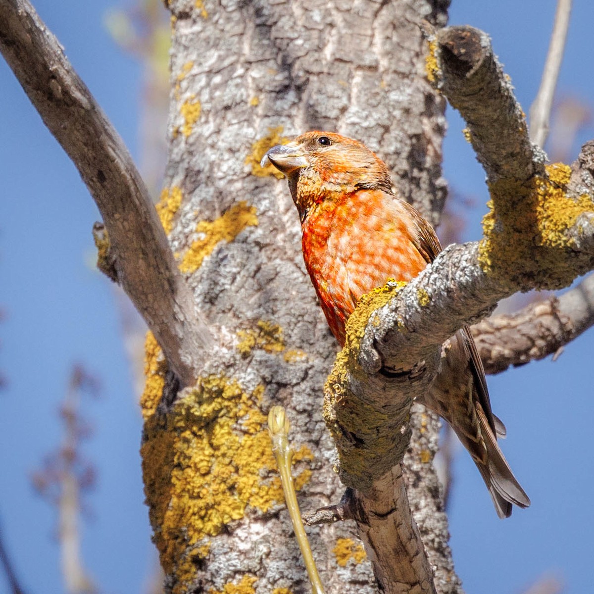 Red Crossbill (North African) - ML564151391