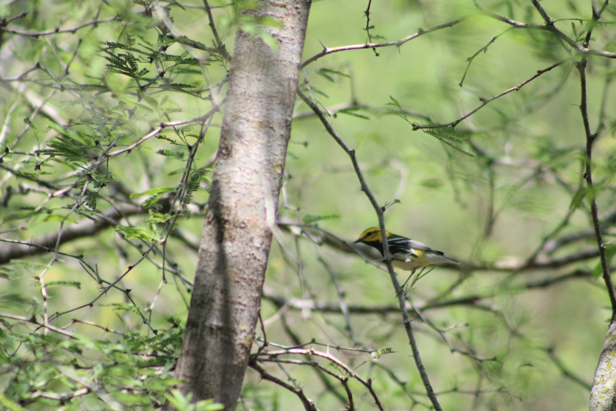 Black-throated Green Warbler - ML564152731