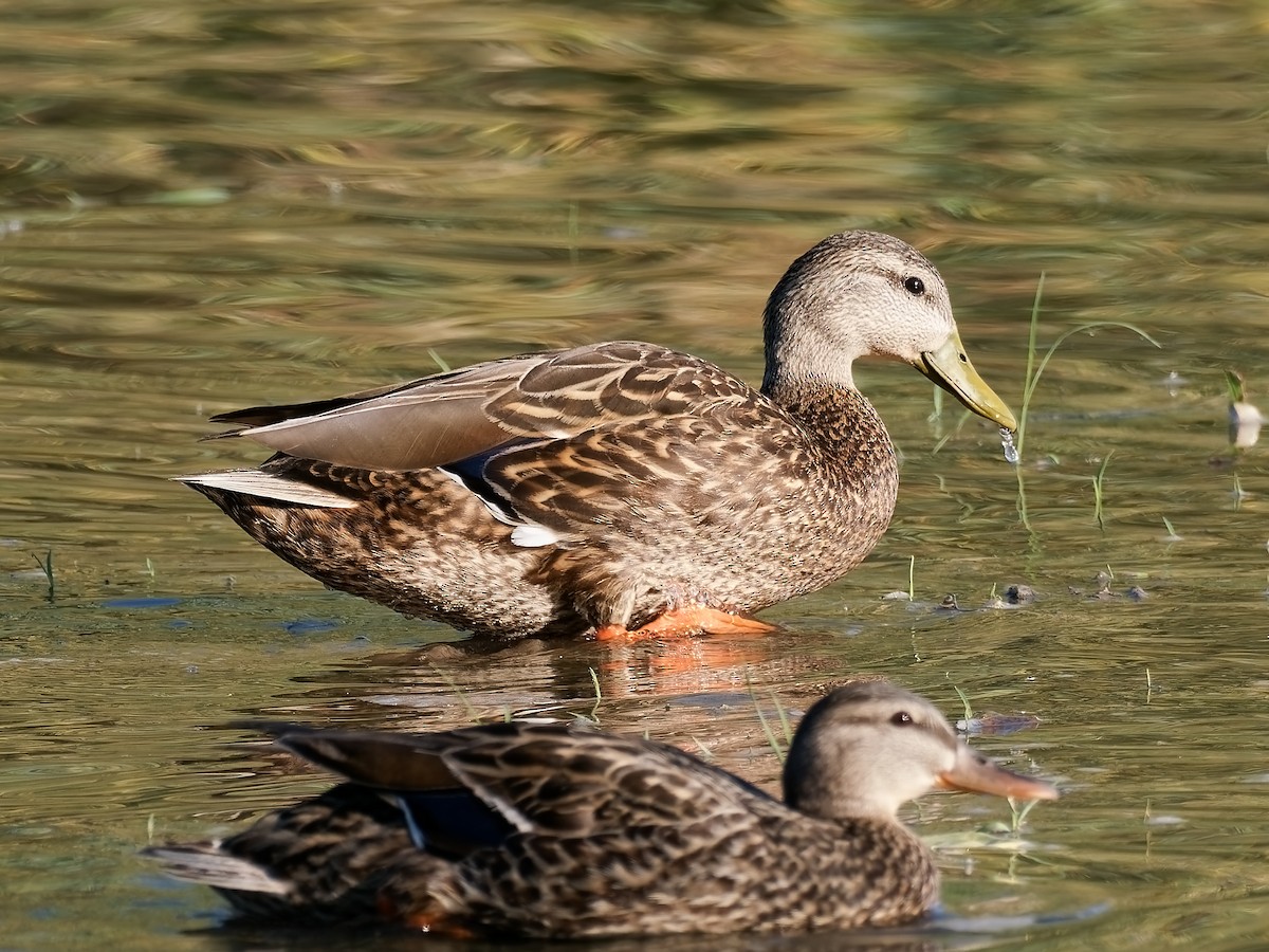 eBird Checklist 28 Apr 2023 Higley and Ocotillo Rds. ponds 5 species