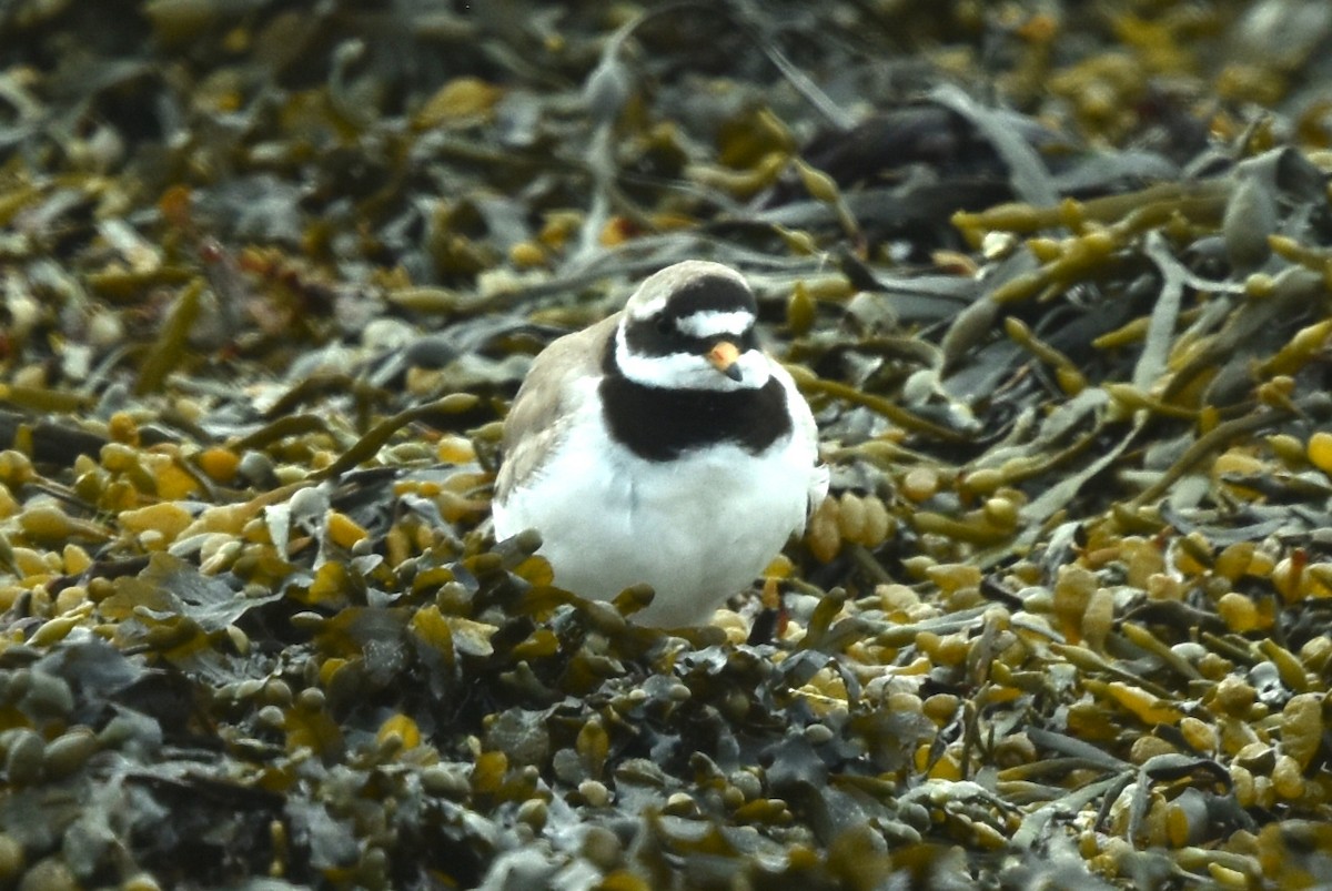 Common Ringed Plover - ML564155491