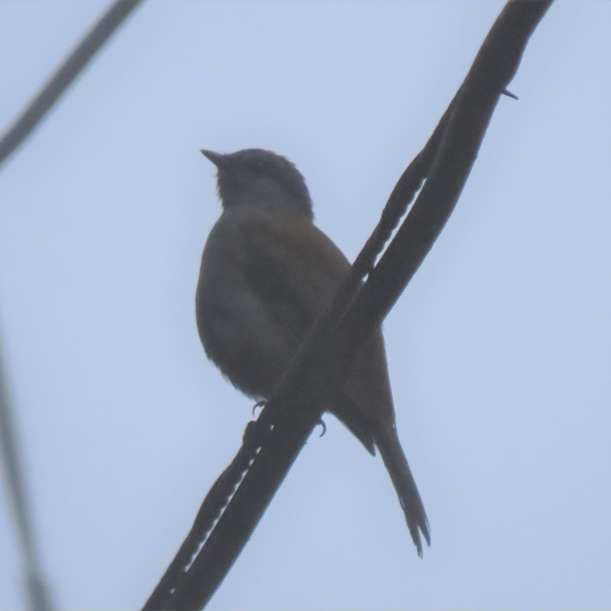 Andean Solitaire (plumbeiceps) - ML564157101