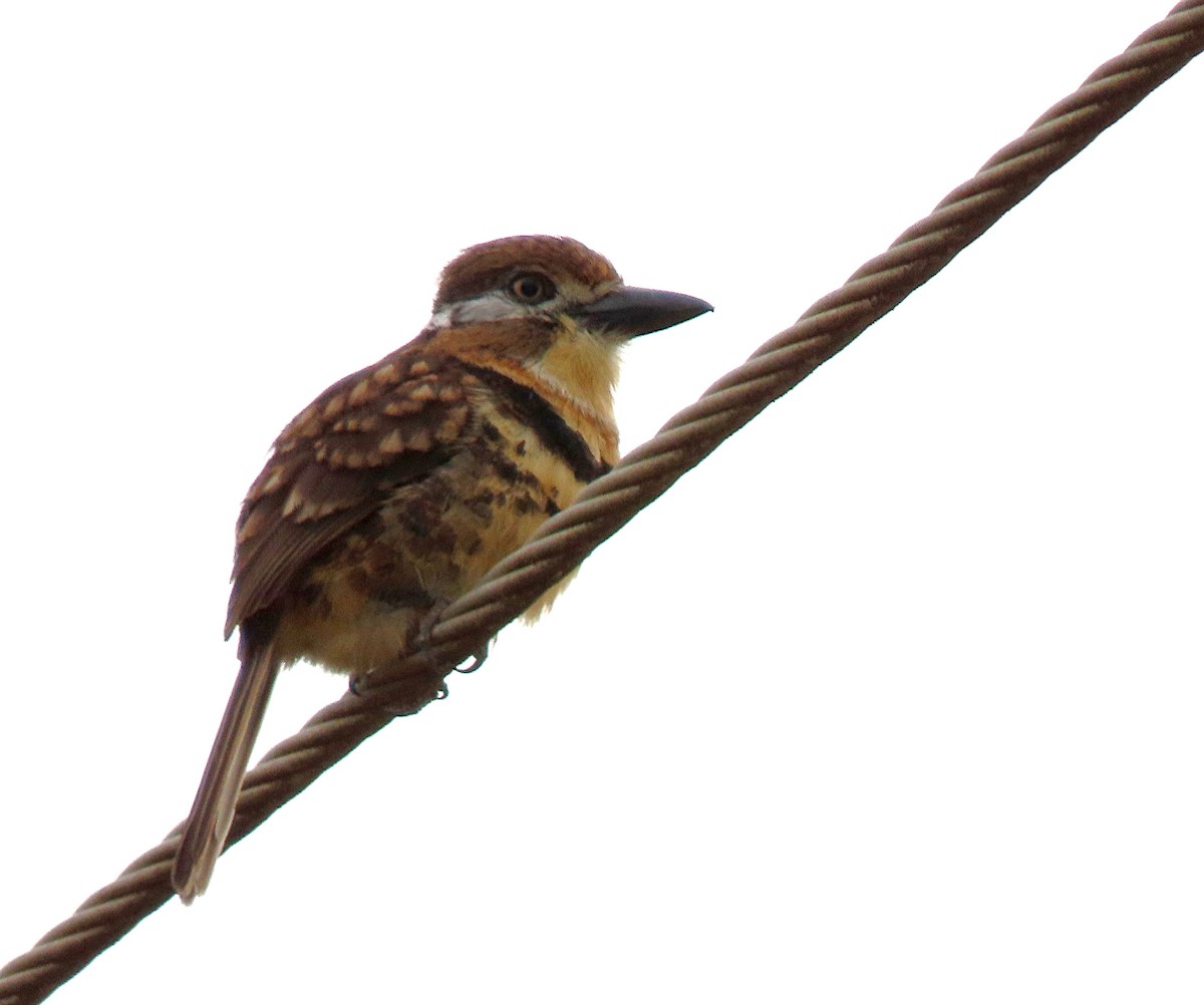 Russet-throated/Two-banded Puffbird - ML564159281