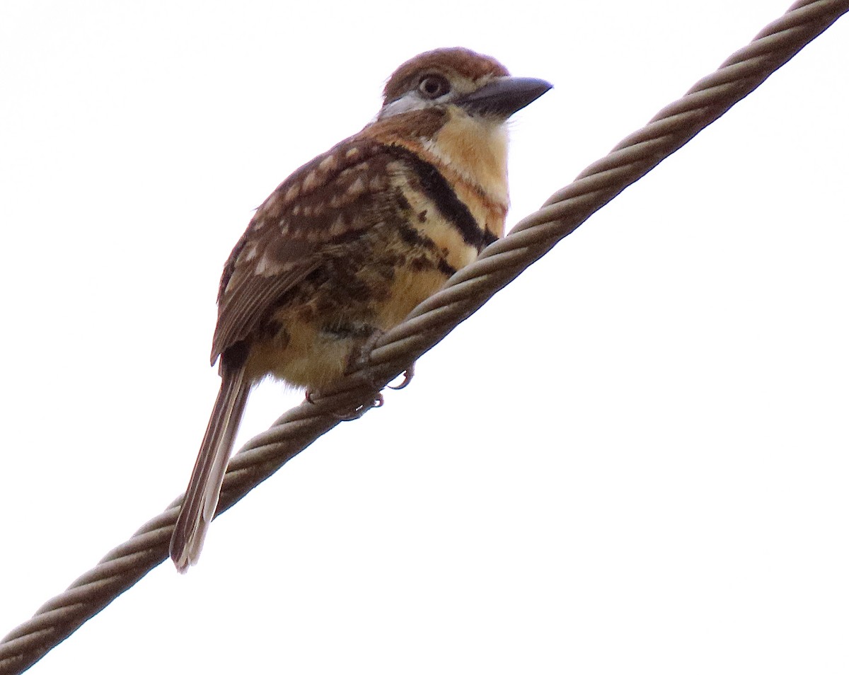 Russet-throated/Two-banded Puffbird - ML564159291