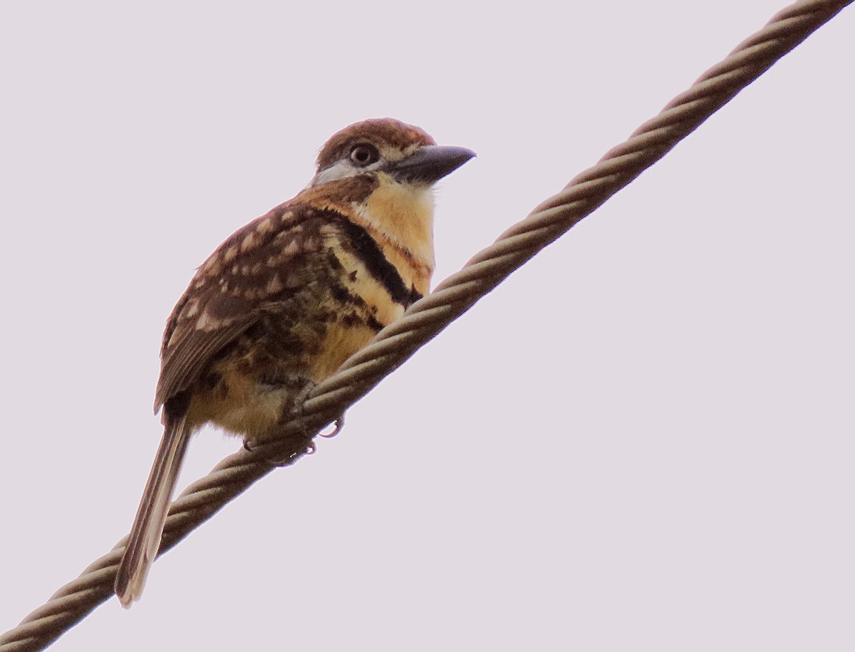 Russet-throated/Two-banded Puffbird - ML564159311