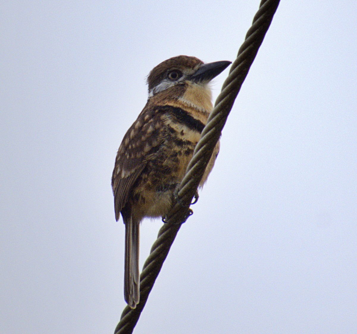 Russet-throated/Two-banded Puffbird - ML564159961