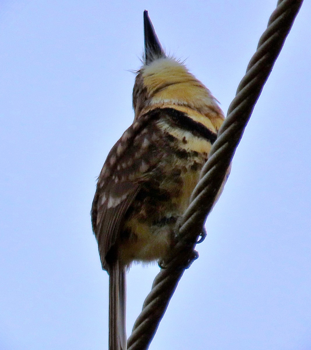 Russet-throated/Two-banded Puffbird - ML564162601
