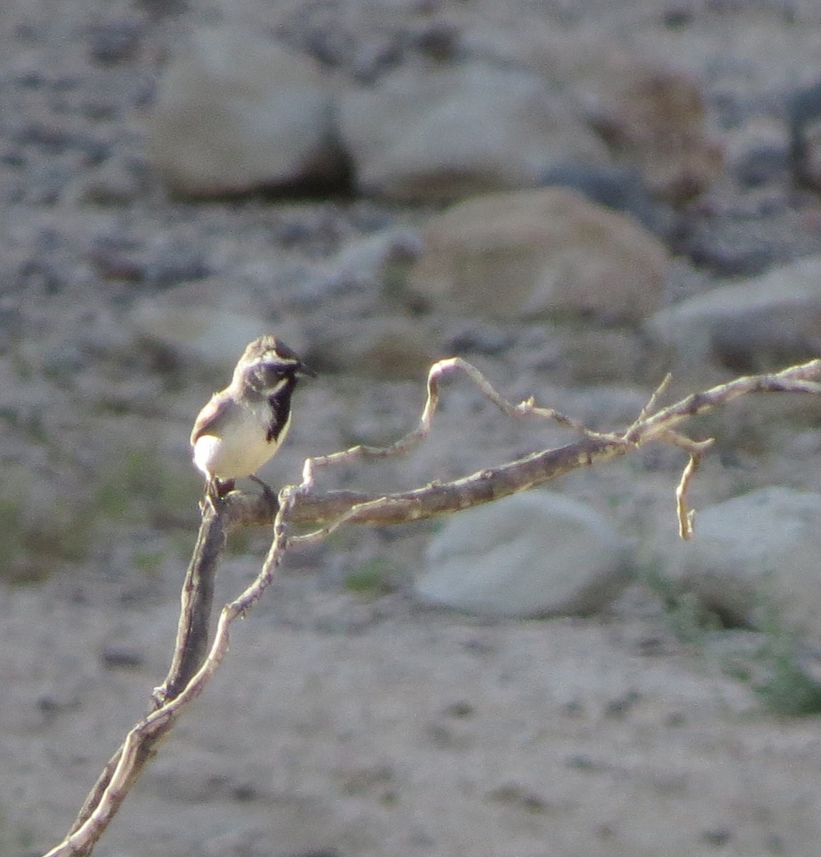 Black-throated Sparrow - ML564165871