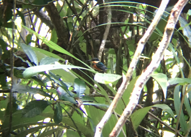 American Pygmy Kingfisher - Dallas Levey