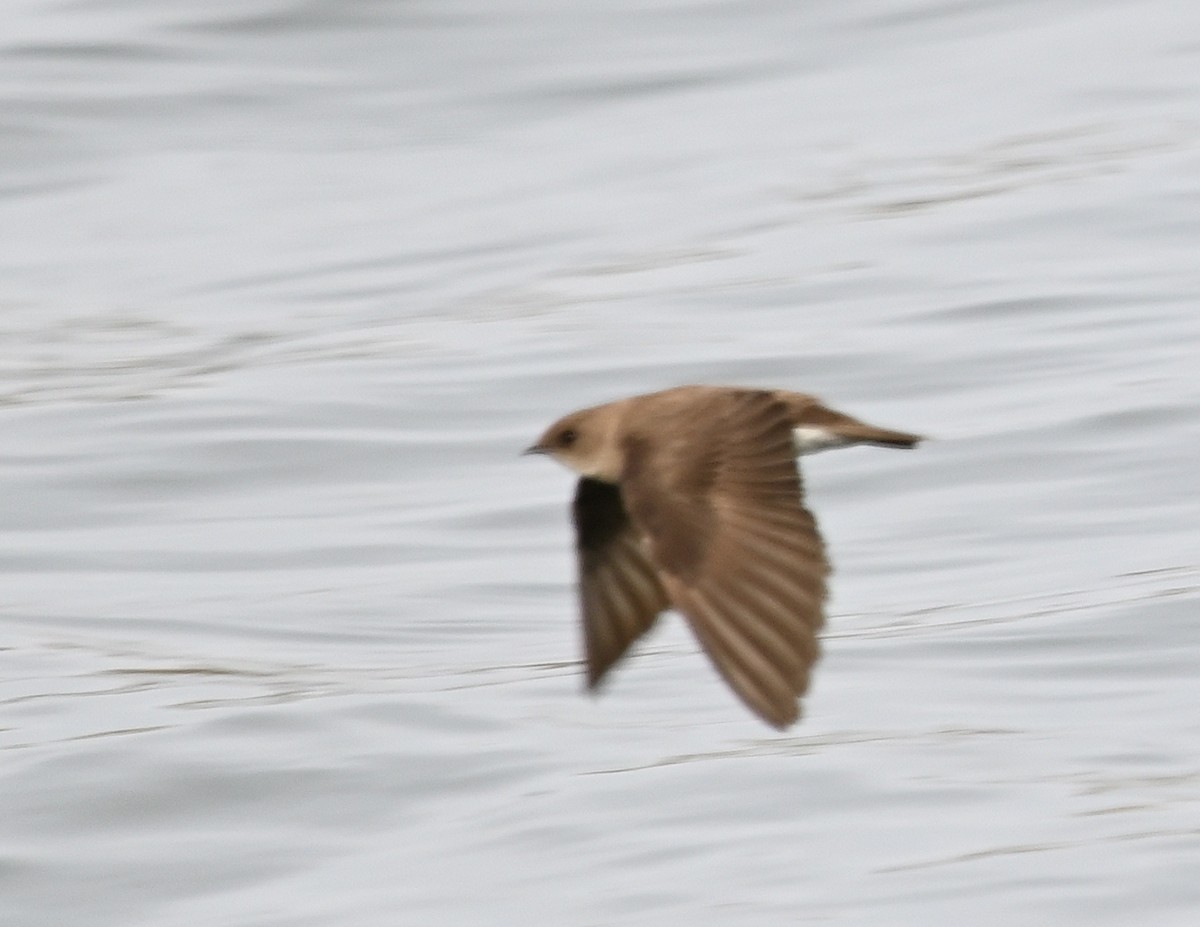 Northern Rough-winged Swallow - ML564168001