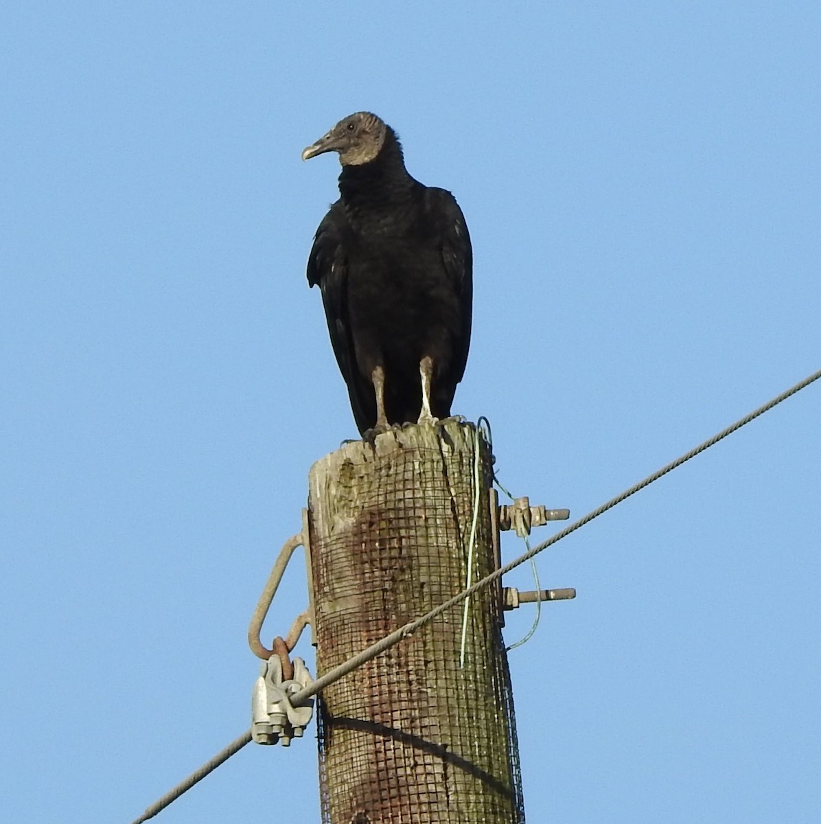 Black Vulture - ML564173341