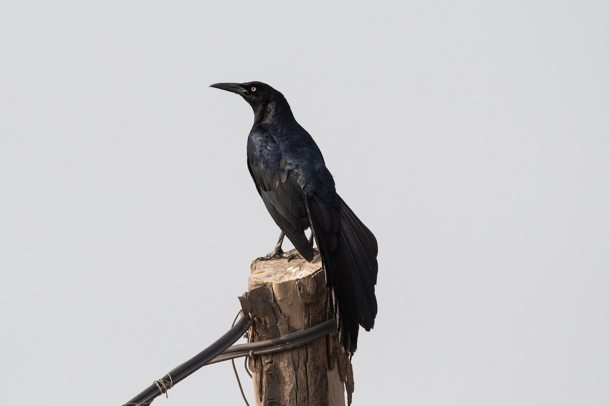 Great-tailed Grackle - ML564175001