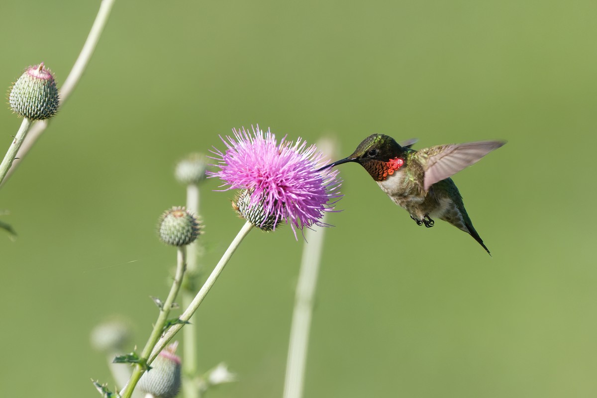 Ruby-throated Hummingbird - ML564178901