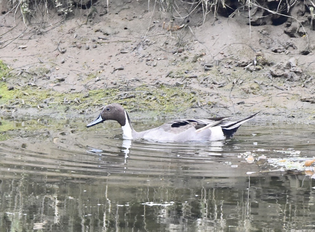 eBird Checklist - 28 Apr 2023 - San Elijo Lagoon--Nature Center ...