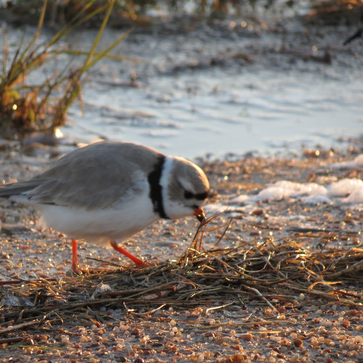 Piping Plover - Mike Rader