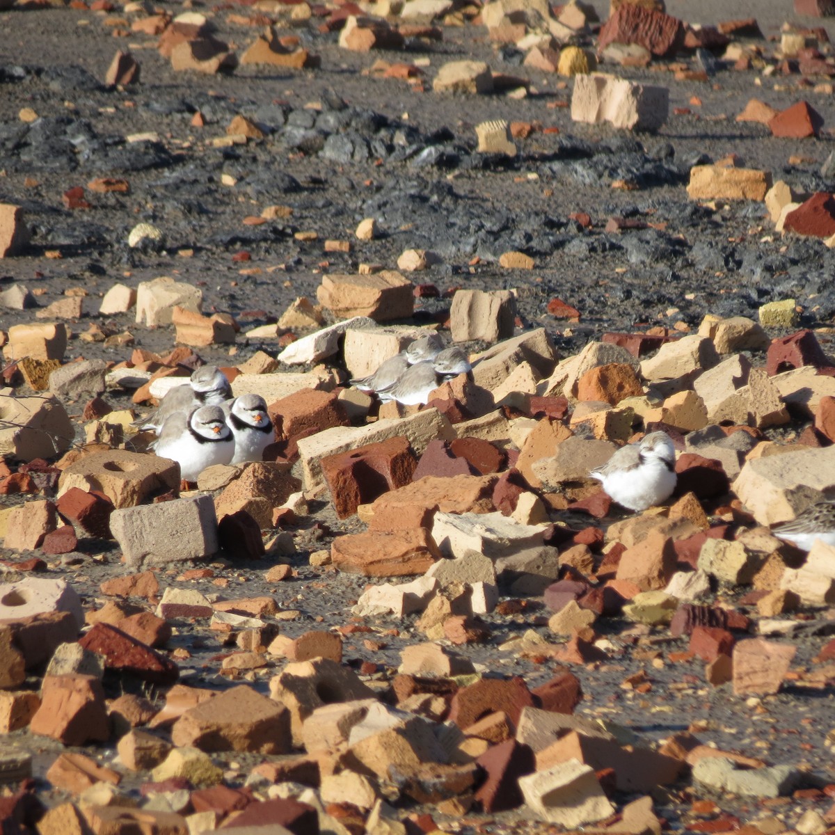 Piping Plover - Mike Rader