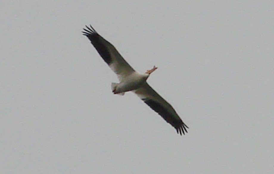 American White Pelican - ML56418241