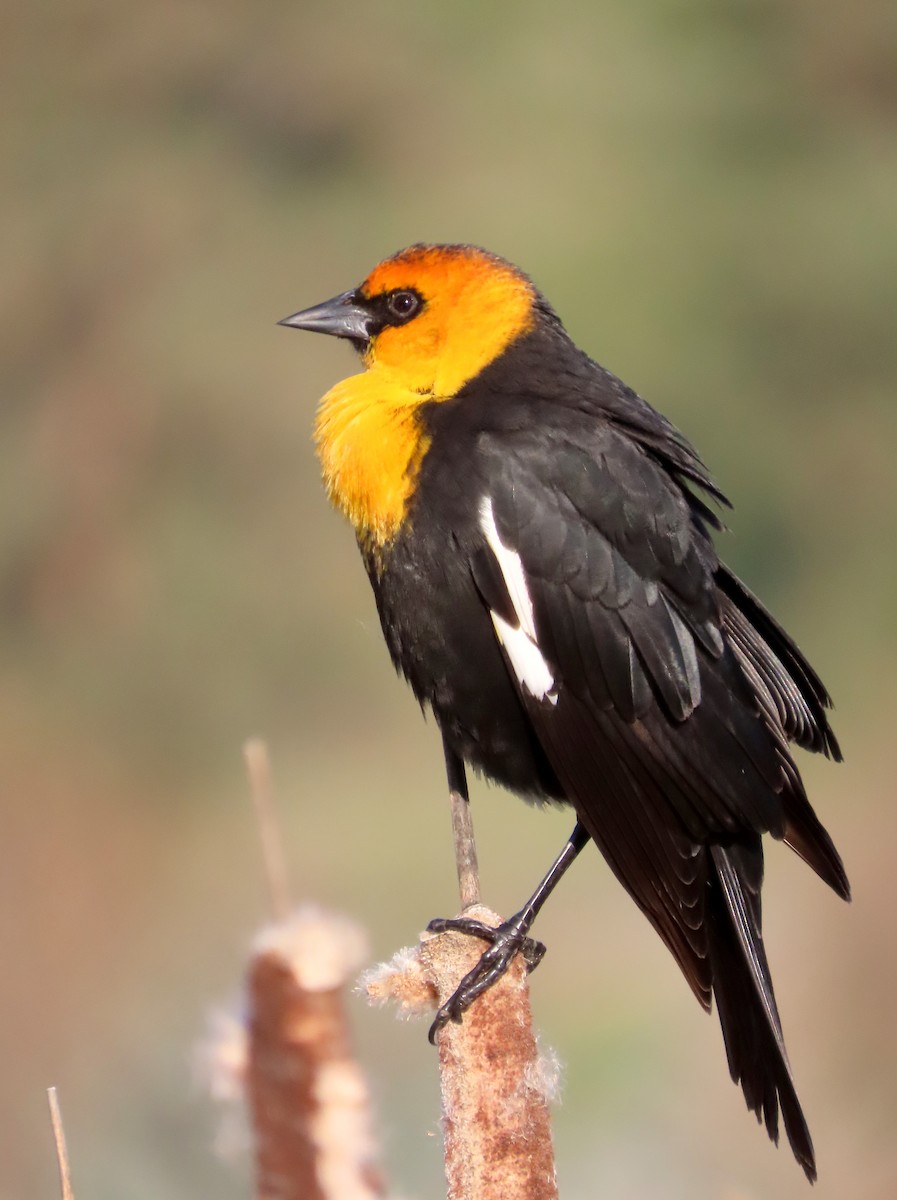 Yellow-headed Blackbird - ML564188161