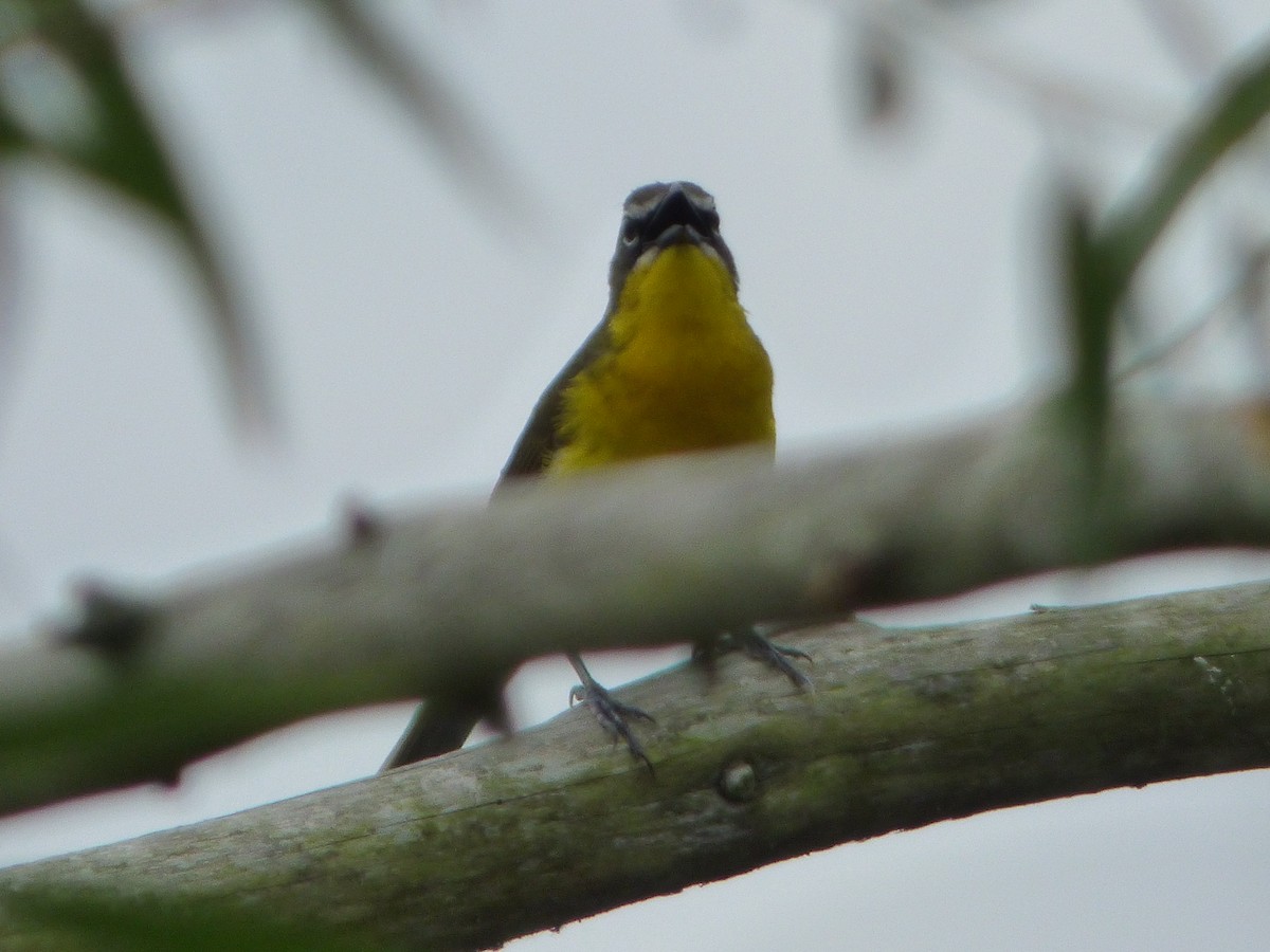 Yellow-breasted Chat - Fred Collins