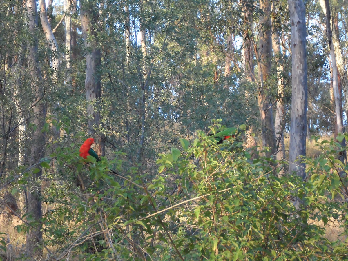 Australian King-Parrot - ML564202091