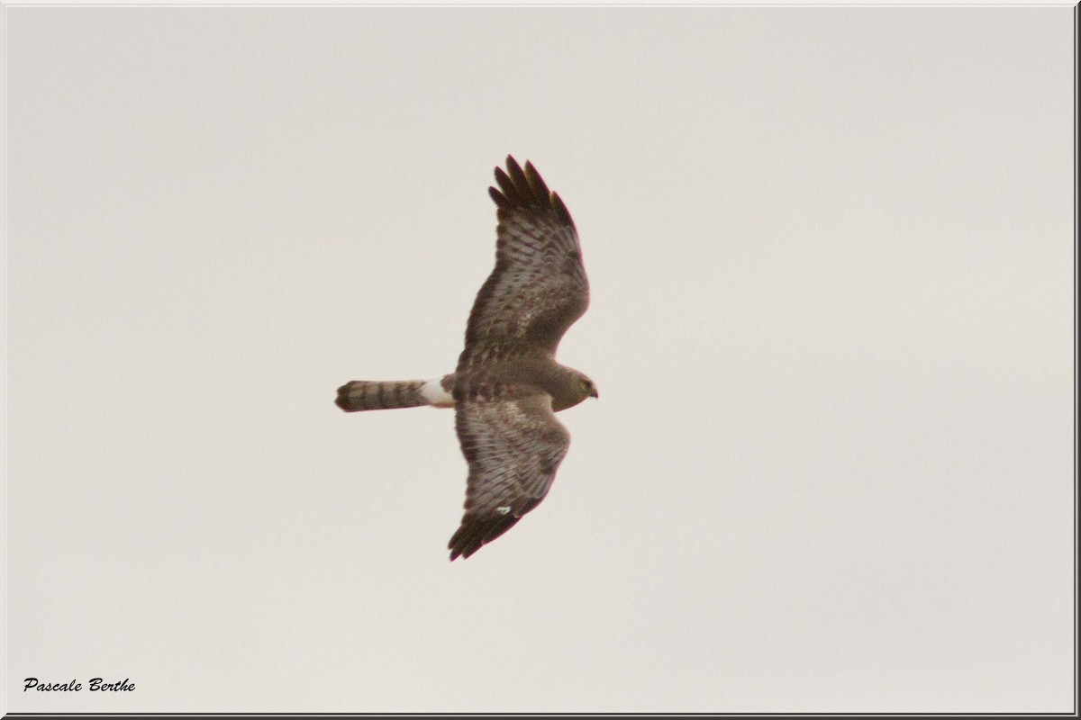 Northern Harrier - Pascale Berthe