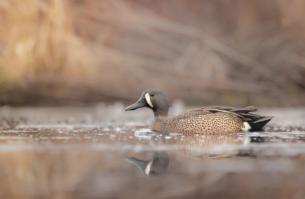 Blue-winged Teal - ML564212041