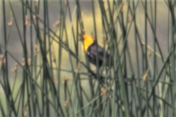Yellow-headed Blackbird - ML564216691