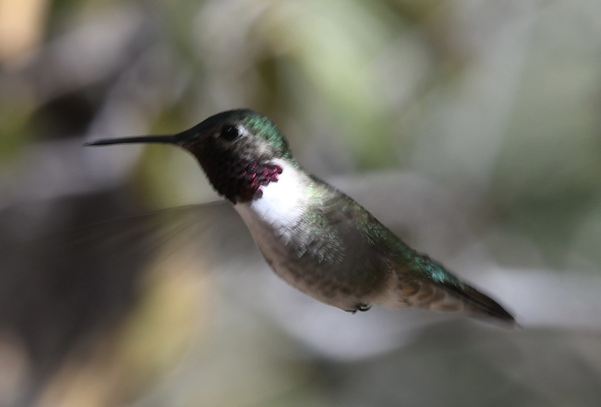 Broad-tailed Hummingbird - ML564220541