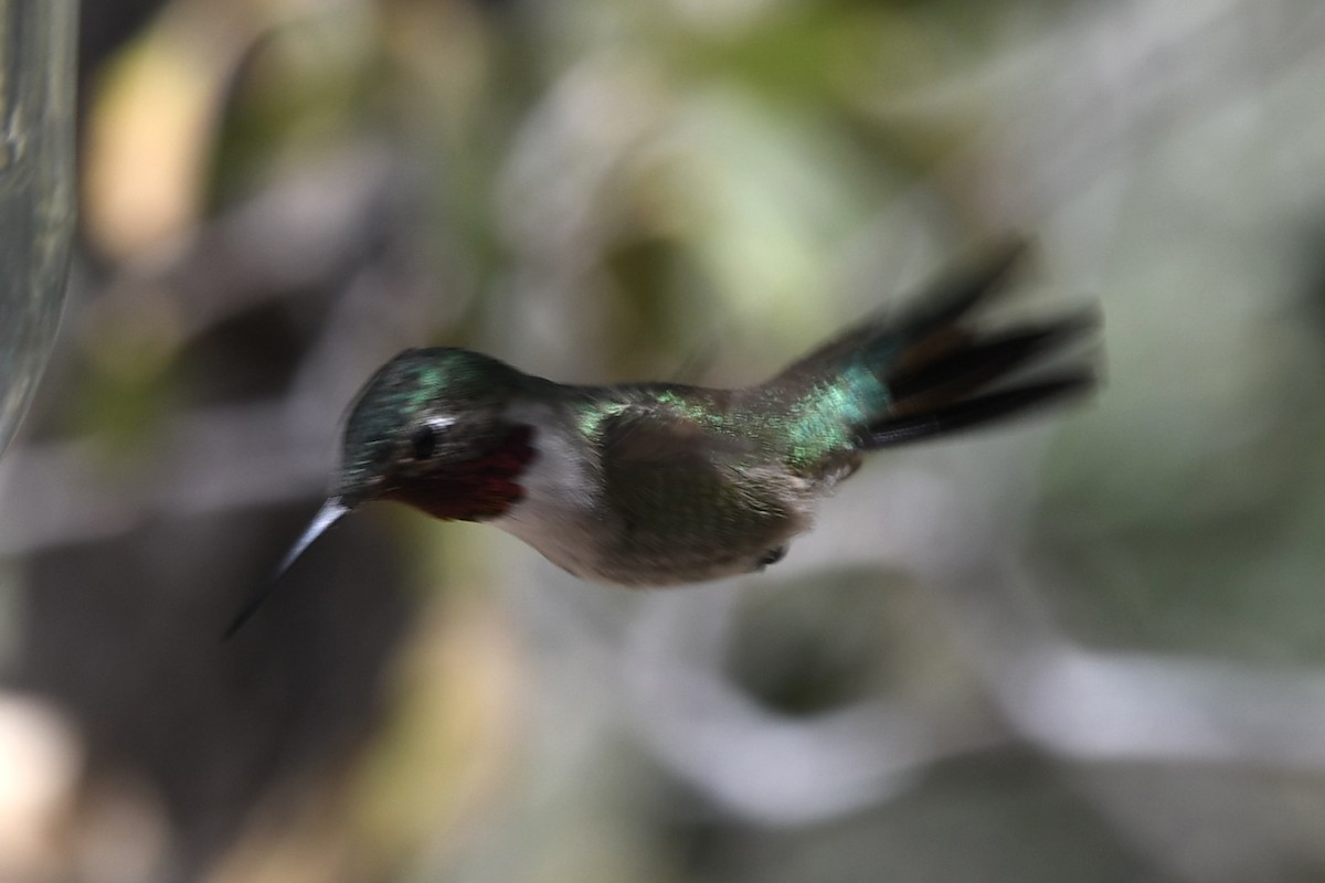 Broad-tailed Hummingbird - ML564220551