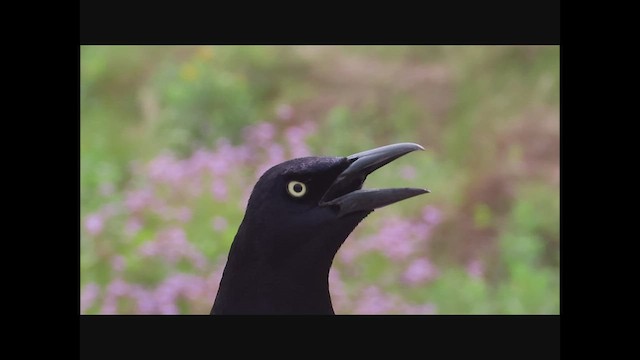 Great-tailed Grackle - ML564225461