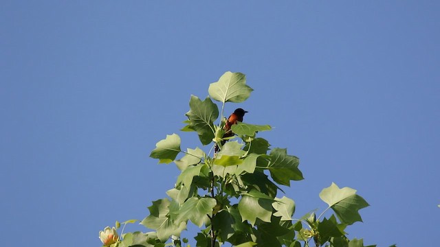 Orchard Oriole - ML564229981