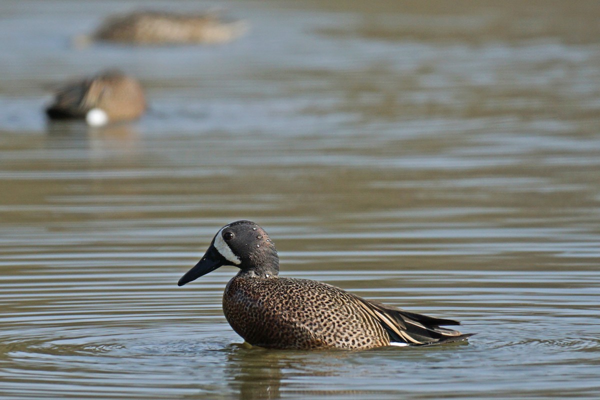 Blue-winged Teal - ML564230961