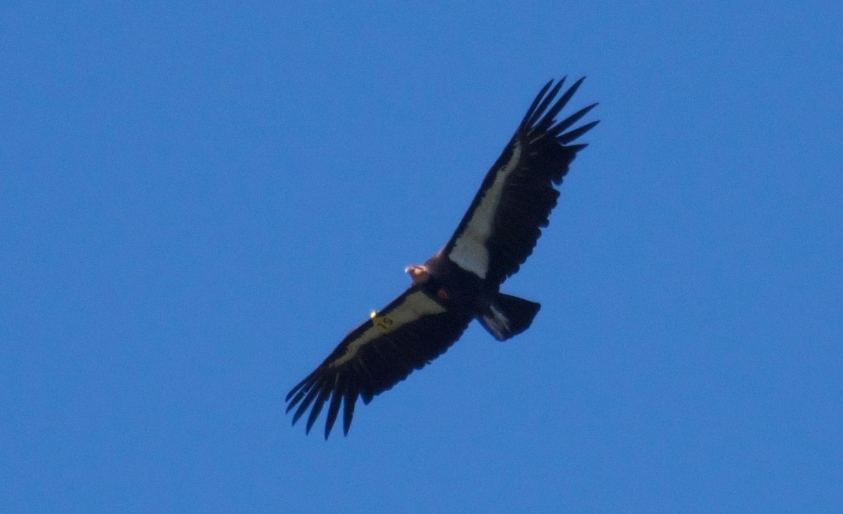 California Condor - ML56423471