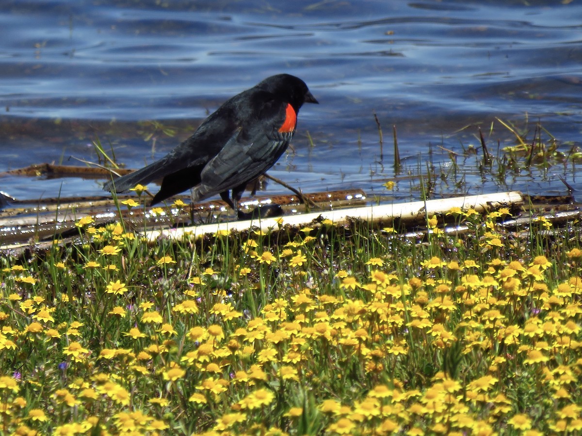 Red-winged Blackbird - ML564235571