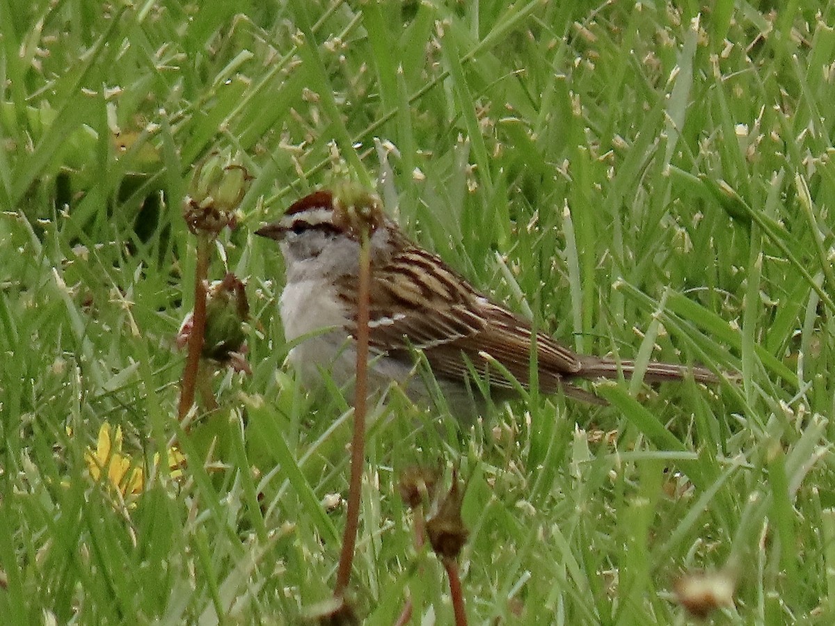Chipping Sparrow - ML564237021