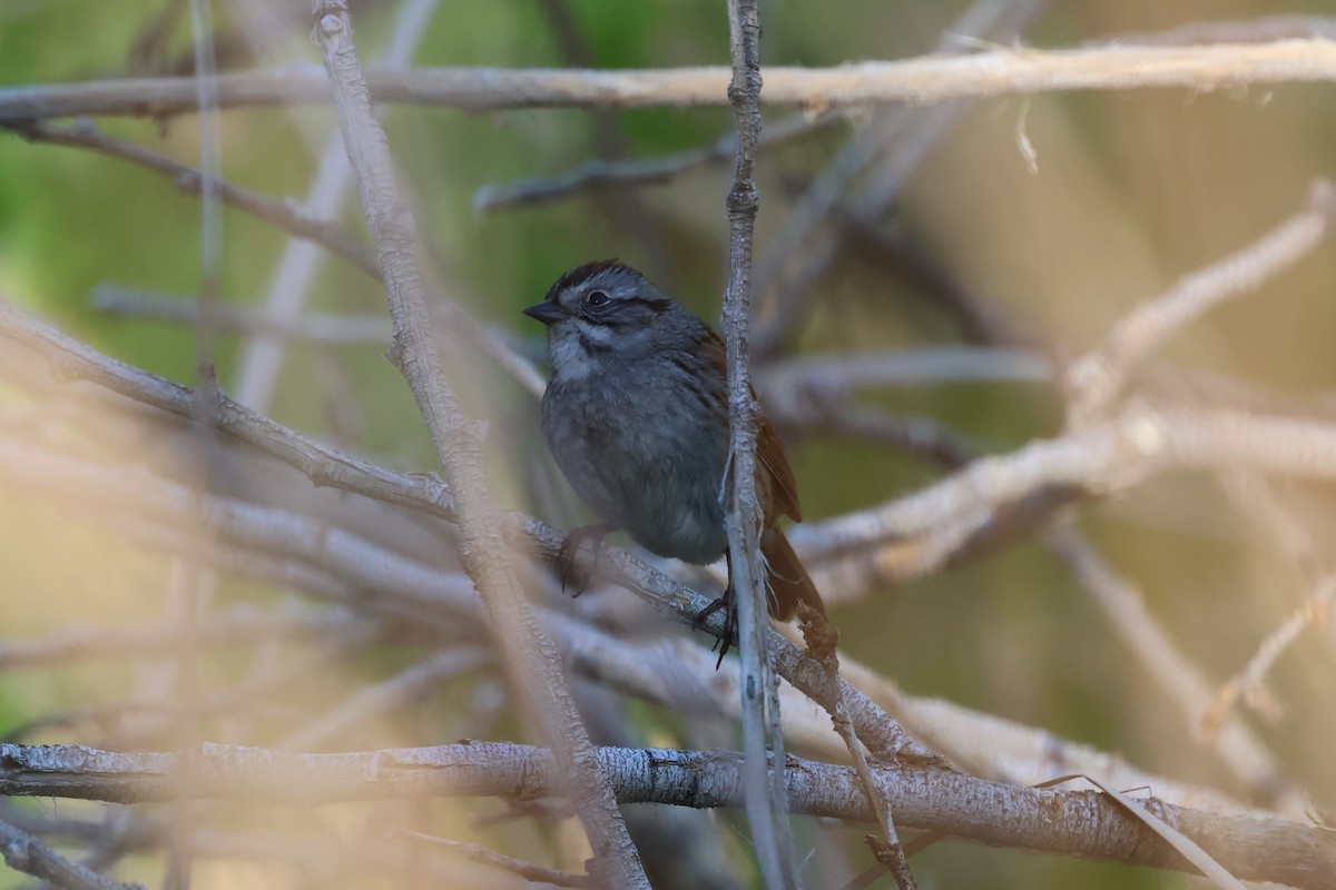 Swamp Sparrow - ML564238301